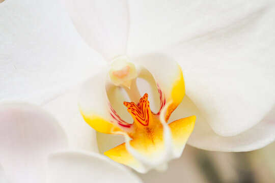 White Moth Orchid (Phaleanopsis amabilis) macro close up