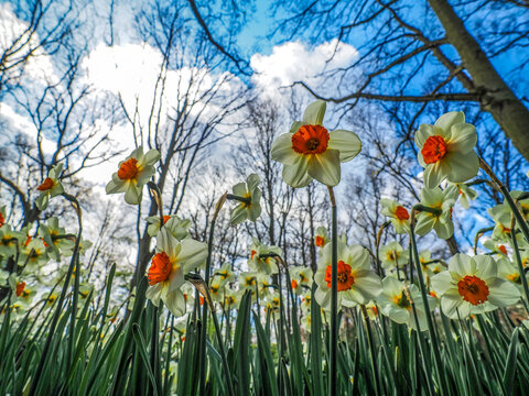 Daffodils (Narcissus) in spring forest looking up at blue sky