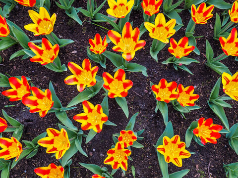 Bi-color tulips (Tulipa) top view field in Keukenhof copy space
