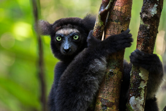 Indri (Indri indri) male, clinging to tree trunk in forest, Palmarium, Madagascar. Critically endangered. 