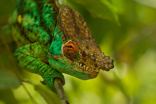 Parsons chameleon (Calumma parsonii) portrait, Andasibe, Madagascar. 