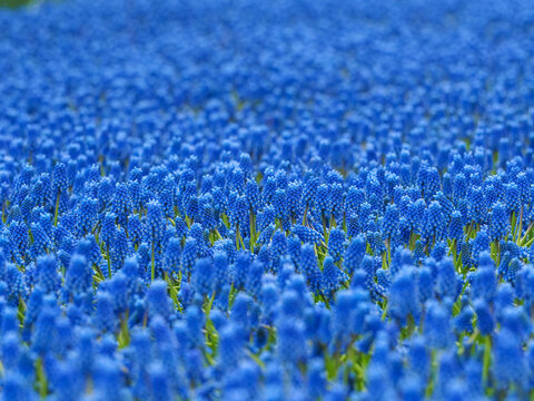 Grape hyacinth (Muscari armeniacum) blooming field macro copy space