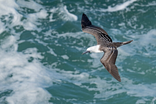 Peruvian booby (Sula variegata) in flight over the ocean, Valparaiso region, Chile, Pacific Ocean. 