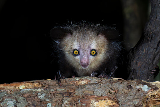 Aye-aye (Daubentonia madagascariensis) portrait, Palmarium, Madagascar. Endangered. 