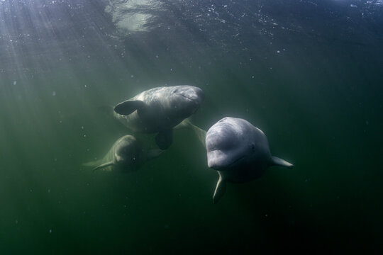 Beluga whales (Delphinapterus leucas) swimming in sun rays underwater, Hudson Bay, Canada. 