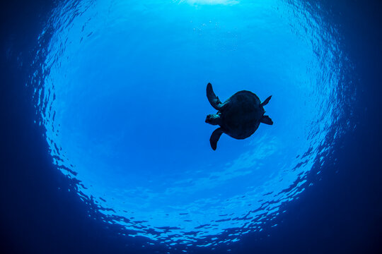 Green sea turtle (Chelonia mydas) silhouetted in Snell's Window, Siaba Besar Island, Komodo National Park, Indonesia, Flores Sea. 