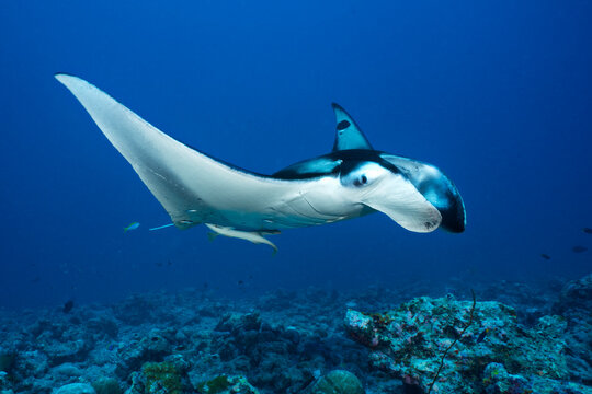 Reef manta ray (Mobula alfredi) visiting a cleaning station with Bluestreak cleaner wrasse (Labroides dimidiatus), South Ari Atoll, Maldives, Indian Ocean. 