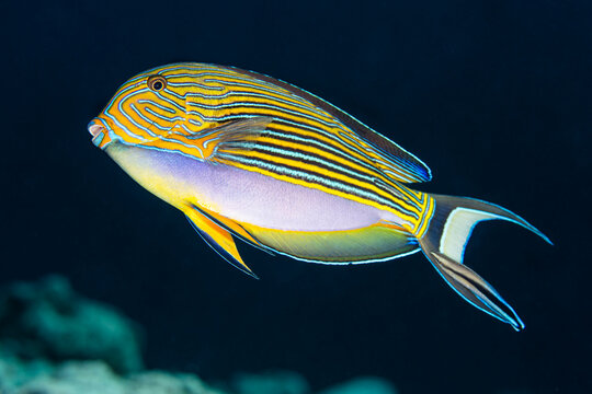 Pajama surgeonfish (Acanthurus lineatus) with Cleaner wrasse (Labroides dimidiatus) swimming alongside, on a coral reef, North Male Atoll, Maldives, Indian Ocean. 