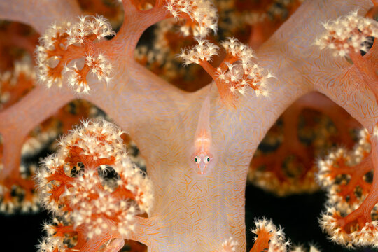 Soft coral ghostgoby (Pleurosicya boldinghi) hiding on a soft coral (Dendronephthya sp.), Anilao, Batangas marine protected area, Luzon, Philippines, Pacific Ocean. 