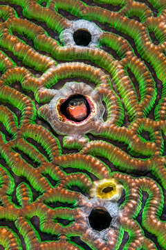 Bath's blenny (Ecsenius bathi) peeking out from a hole in a Brain coral (Platygyra sp.) on a coral reef, Anilao, Batangas marine protected area, Luzon, Philippines, Pacific Ocean. 