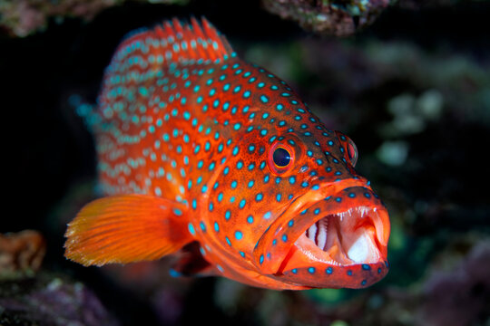 Coral grouper (Cephalopholis miniata) yawning, portrait, Fury Shoal, Egypt, Red Sea. 