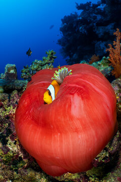 Two banded anemonefish (Amphiprion bicinctus) sheltering in a balled up Magnificent sea anemone (Heteractis magnifica) on a coral reef, Fury Shoal, Marsa Alam, Egypt, Red Sea. 