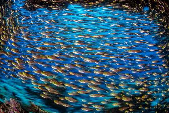 School of Golden sweepers (Parapriacanthus ransonneti) inside a cave in a coral reef, Ras Mohammed National Park, Sinai, Egypt, Red Sea. 