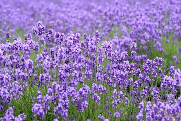 Obraz premium field of lavender