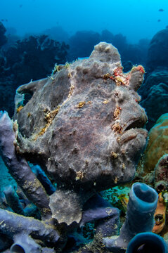 Giant frogfish (Antennarius commersoni) hiding amongst sponges, Mabul Island, Sabah, Borneo, Celebes Sea. 