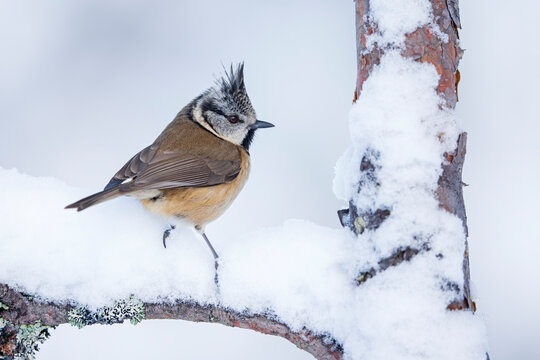 Crested tit (Lophophanes cristatus) perched on snow-covered branch, Cairngorms, Scotland, UK. January. 