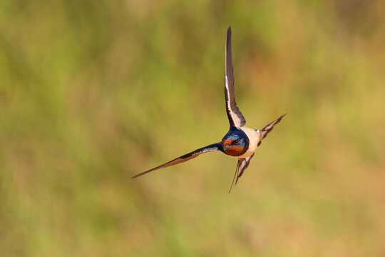 Barn swallow (Hirundo rustica) in flight, Laikipia, Kenya. 