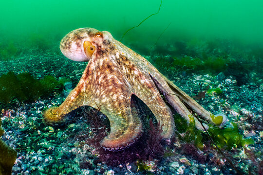 Common octopus (Octopus vulgaris) prowling across the seabed, The Lizard, Cornwall, England, UK, Atlantic Ocean. 