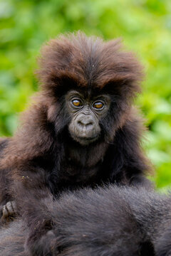 Mountain gorilla (Gorilla beringei beringei) infant on its mothers back, portrait, Virunga Volcanoes, Rwanda. Endangered. 
