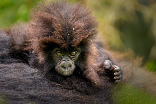 Mountain gorilla (Gorilla beringei beringei) infant on its mothers back, portrait, Virunga Volcanoes, Rwanda. Endangered. 