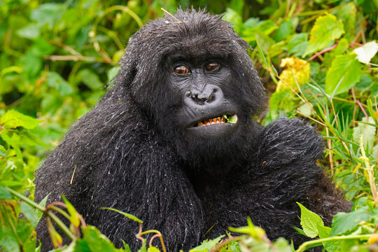 Mountain gorilla (Gorilla beringei beringei) feeding in rain, 
Virunga Volcanoes, Rwanda. Endangered. 