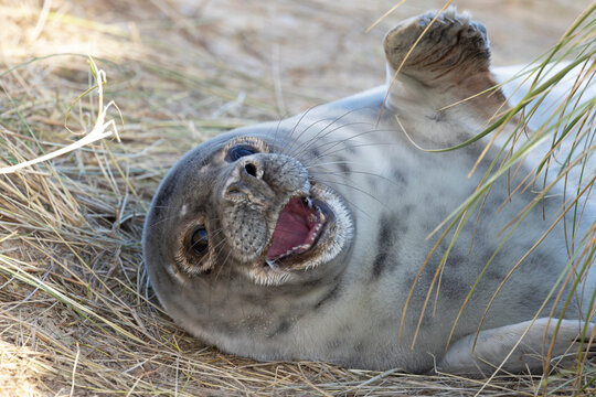 Grey seal (Halichoerus grypus) pup resting on beach, Norfolk, England, UK. January. 