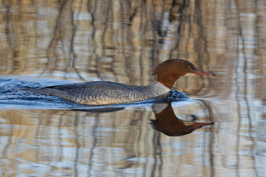 Goosander (Mergus merganser) female on water, Norfolk, England, UK. January. 