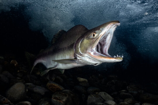 Pink salmon (Oncorhynchus gorbuscha) male, with mouth open, in a river to prepare for spawning, Hokkaido, Japan. 