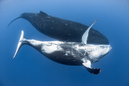 Humpback whale (Megaptera novaaeangliae australis) male calf playfully swimming alongside his mother, Moorea, French Polynesia, Pacific Ocean. 