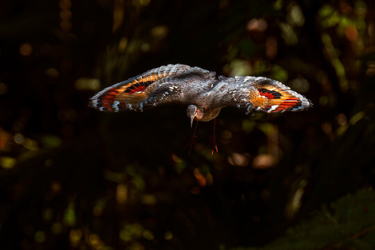 Sunbittern (Eurypyga helias) in flight, cloud forest, Ecuador. 
