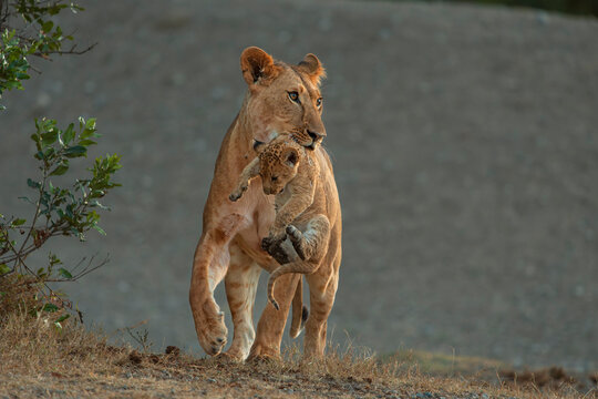 African lion (Panthera leo) female carrying cub in mouth, Ol Pejeta, Kenya. 