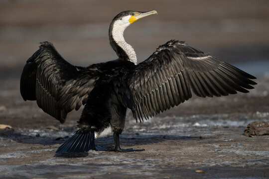 Great cormorant (Phalacrocorax carbo) drying wings, Allahein river, The Gambia. 