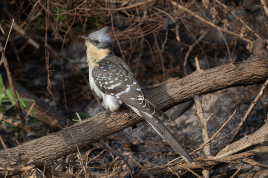 Great spotted cuckoo (Clamator glandarius) perched on branch, near Sanyang, The Gambia. 