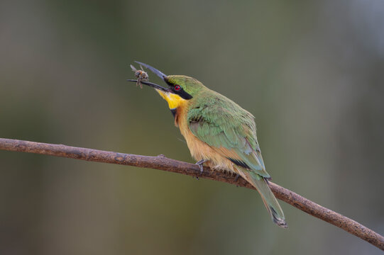Little bee-eater (Merops pusillus) perched on branch with fresh caught bee prey in beak, Allahein river, The Gambia. 