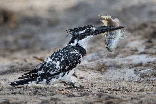 Pied kingfisher (Ceryle rudis) standing on riverbank with fish prey in beak, Allahein river, The Gambia. 