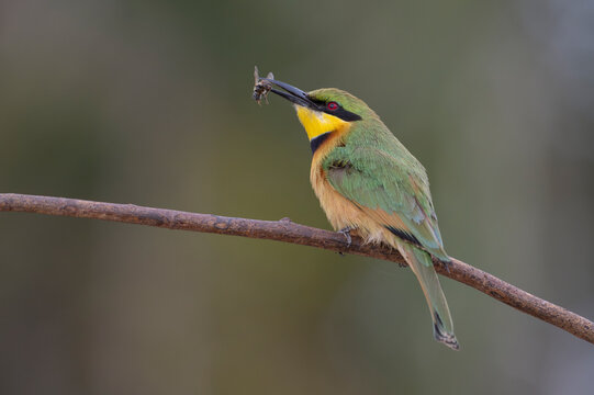 Little bee-eater (Merops pusillus) perched on branch with fresh caught bee prey in beak, Allahein river, The Gambia. 