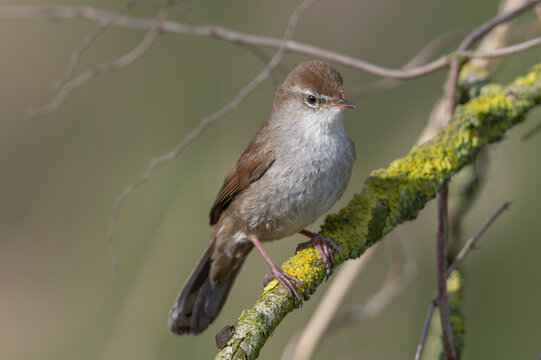 Cetti's warbler (Cettia cetti) perched on a branch, Kruibeekse Polder Kruibeke, Belgium. April. 
