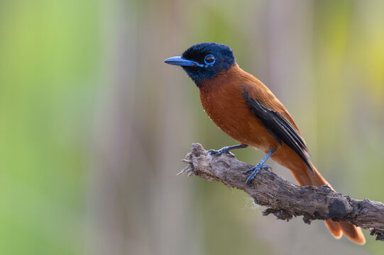 Red-bellied paradise flycatcher (Terpsiphone rufiventer), juvenile male perched on branch, Allahein river, The Gambia. 