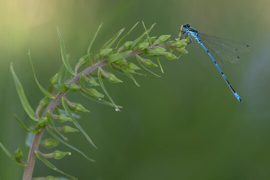  Azure damselfly (Coenagrion puella) resting on Broad-leaved helleborine (Epipactis helleborine), Brasschaat, Belgium. June. 