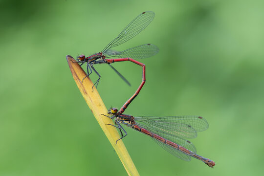 Large red damselflies (Pyrrhosoma nymphula) pair mating, Brasschaat, Belgium. May. 