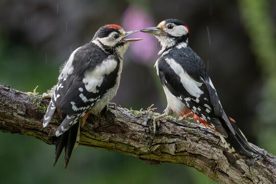 Great spotted woodpecker (Dendrocopos major) male and juvenile begging for food in light rain, Brasschaat, Belgium. June. 