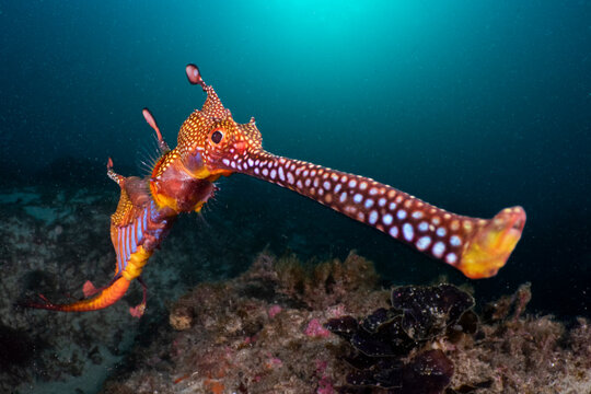 Weedy seadragon (Phyllopteryx taeniolatus) portrait, Kurnell, New South Wales, Australia, Pacific Ocean. 