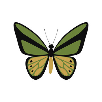 Goliath Birdwing butterfly - Ornithoptera goliath lat. 