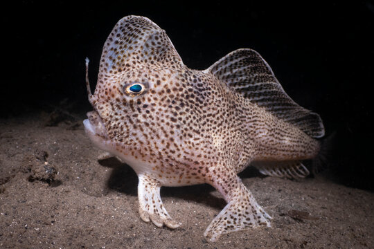 Spotted handfish (Brachionichthys hirsutus) portrait, Derwent river, Hobart, Tasmania, Australia. Critically endangered. 