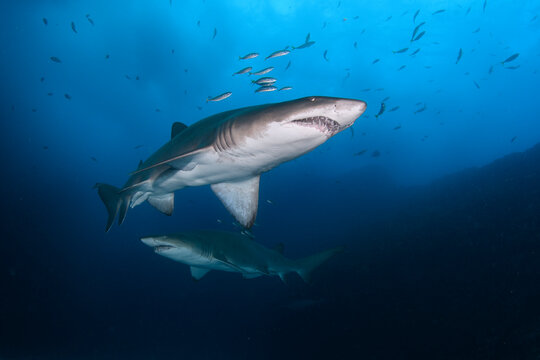 Two Grey nurse sharks (Carcharias taurus) circling overhead, off Fish Rock Island, South West Rocks, New South Wales, Australia, Pacific Ocean. Critically endangered. 