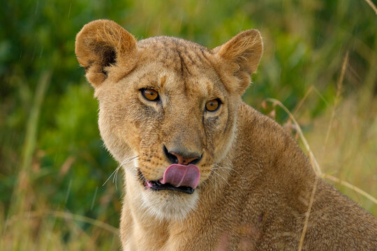 African lion (Panthera leo) female, sitting in the rain licking its nose, head portrait, Masai Mara, Kenya. 