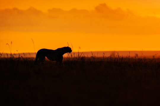 Cheetah (Acinonyx jubatus) female hunting, silhouetted at dusk, Masai Mara, Kenya. 