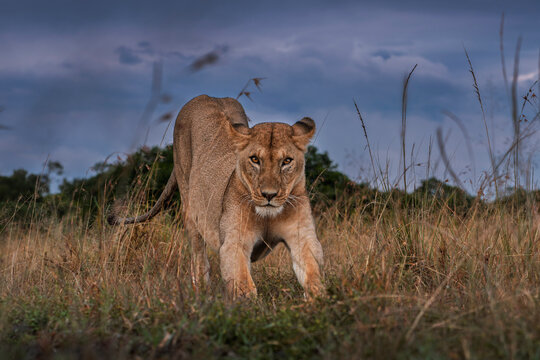 African lion (Panthera leo) female stretching, Masai Mara, Kenya. 