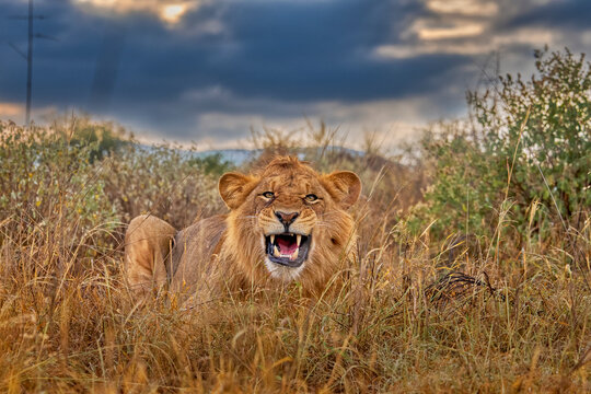 African lion (Panthera leo) aggressive sub-adult male, lying in grass snarling, Lumo Conservancy, Kenya. 