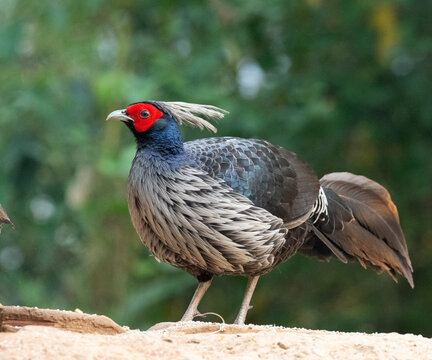 Kalij pheasant (Lophura leucomelanos) male, portrait, Sattal, Uttarakhand, India. 